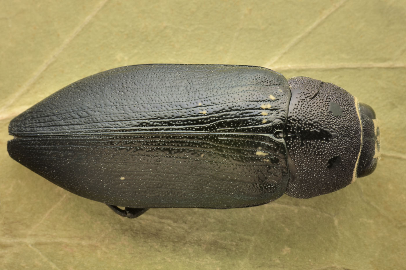 Buprestidae: Buprestis sp.? S, B. cupressi